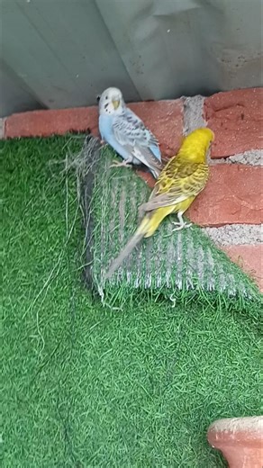 budgies parrot sound |budgies parrots ki awaaz | budgies parrot meeting sound | parrot sound