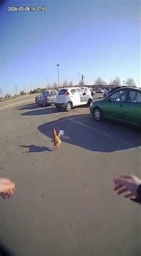 Chicken Road: KFC Heist Gone Wrong!