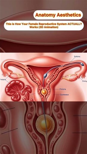 This is How Your Female Reproductive System ACTUALLY Works (3D Anim)|Anatomy Aesthetics |Guts Health
