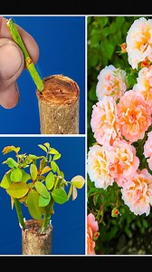 39K views · 355 reactions | Unique Tips For Growing Rose trees By Gafting in mango tree | Rana Craft | Facebook