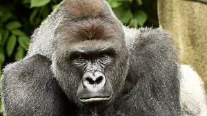 Remember Omaha gorilla incident?
