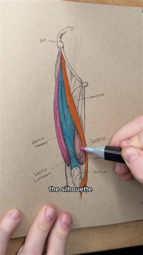 Leg anatomy: Vastus Lateralis & Medialis
