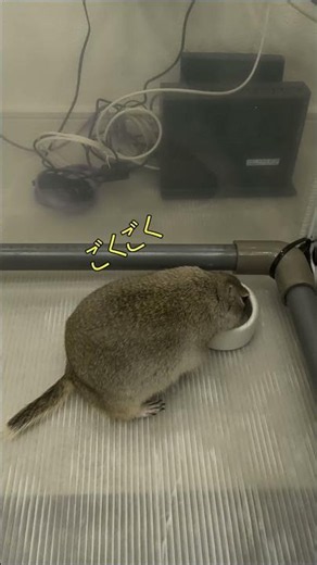 今日のチッピーちゃん 2026/5/26 ぷはぁ #リチャードソンジリス,#ジリス,#リス,#ペット,#らっこ