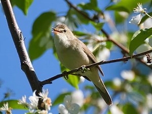 Birds of southwestern Siberia