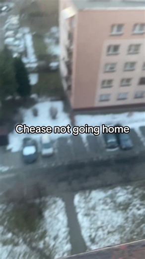 #viral #fyp#chease #trend | cheese on her phone