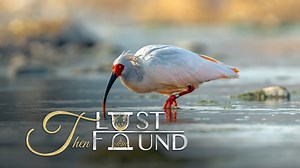 11K views · 726 reactions | A crested ibis chick faces many challenges before it grows up and finally manages to make a family of its own. The risks of falling off the nest, encountering snakes or other natural enemies, and even having a tough time breaking out of the shell. These natural hurdles make it difficult for conservationists to protect the endangered bird. We tell you how this gorgeous bird species made a remarkable comeback in China. #biodiversity2020 | CGTN | Facebook