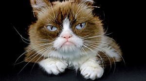 Internet sensation Grumpy Cat has died at age 7