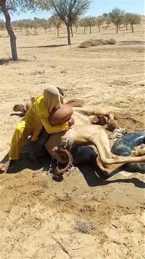 😂🐪 تبريد الجمل بطريقة غريبة… هل هذه أفضل "مكيف صحراوي"؟!