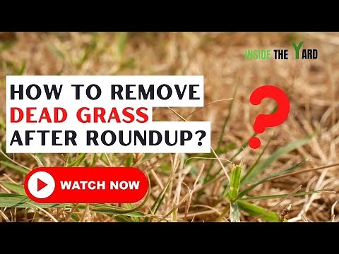 4 Easy Ways To Know How to Remove Dead Grass After Roundup
