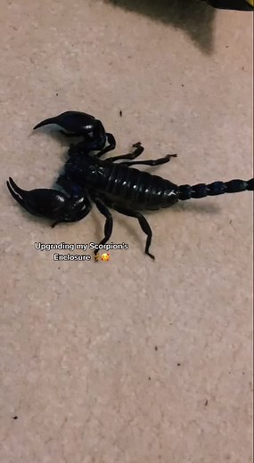 Upgrading Palpatine’s Enclosure!