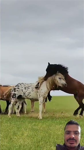 Two horse fight #horse #sterstallion #animals #stallion #nature #equestrian