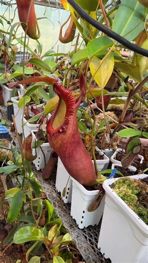 Carnivorous king in action! 😱 This Nepenthes rajah x edwardsiana just snagged a mouse in its massive pitcher – nature’s ultimate trap! 🐭💪 #PitcherPlantPower #Nepenthes #NatureRules” | Jeremiah's Carnivorous Plants