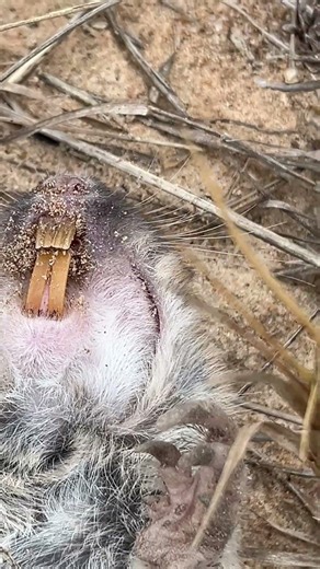 Best Gopher Traps out there