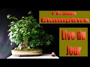 Live du jour : L'Érable Champêtre - Genre Acer Campestre le 09-06-2023