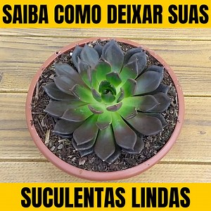 4.8M views · 149K reactions | SAIBA COMO DEIXAR SUAS SUCULENTAS GRANDES E LINDAS (COM 3 TIPOS DE ADUBO LÍQUIDO) | Guia de Jardinagem | Facebook