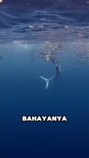 Dark Patches in the Ocean Can Actually Be a Danger Sign #viral #interestingfacts #indonesiaviral