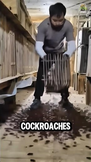 Cockroach Farms: The Shocking Truth Behind the Boxes