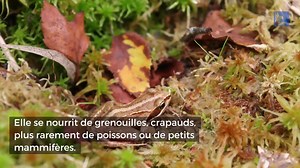 Découvrez notre vidéo sur les couleuvres à collier | La Voix du Nord Saint-Omer