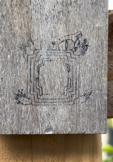 Understanding Air Plant Growth and Care