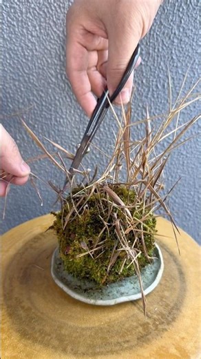 草物盆栽のお掃除-丸刈編- #shorts #盆栽 #bonsai