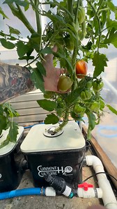 A fantastic crop of RDWC hydroponic tomatoes this year, from top to bottom. Delicious ripening fruits and healthy thirsty roots! Admittedly the aeroponic set-up has been stealing the spotlight a bit as of late—first run excitement. This DIY Under Current recirculating deep water culture set up continues to deliver phenomenal results, year after year… Proven & repeatable results # for the win! #hydroponics #hydroponictomatoes #rdwc #deepwaterculture #undercurrent #cch2o #rootzone #healthyroots #i