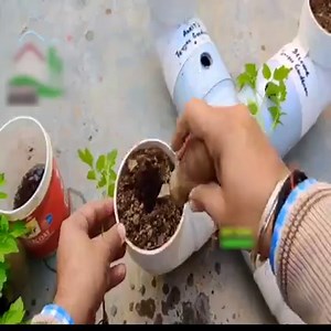 How To Grow Tomato Plants In a Plastic Pipes - Growing Tomatoes at Home Join Our Group: Vegetable garden. Thank you so much! | Survival Amazing