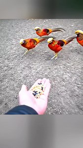 8.9K views · 525 reactions | Golden pheasants | Birdlife | Facebook