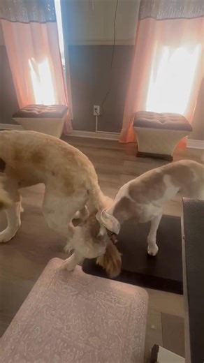 Nyla & Charles are best buddies 🐶🐕🧡 Do you want a calm environment for your pet to feel like they are at home. Text me book your appointment today. I am taking New Clients 🍁🐕🐶 337-607-9590 | Beryl’s Chic Grooming LLC.