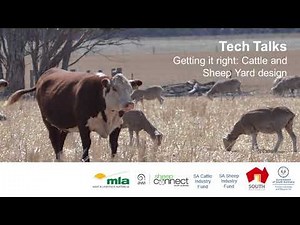 Sheep Yard Design – PIRSA Livestock Tech Talks video