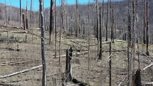 "The process of getting there is tough..." 🌲 Treatment plans for the massive area charred in the 2001 Wallow Fire include removing stems and prescribed burns to help promote new growth. While the current forest management doesn't sit well with some locals, experts say it's a process that will help get the area back to where it was historically, when it was resilient. Katie Raml-ABC15 has her second report from eastern Arizona, with a look at recovery efforts, tonight on ABC15 News at 6. | ABC15