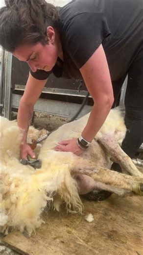Learning to shear 🐑
