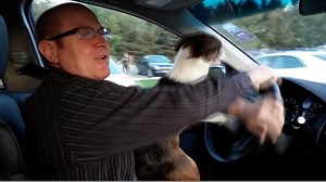 40K views · 631 shares | This video is a must-see for dog-lovers. Here's our interpretation of what this little guy's saying: "Wait...I know this place -- DOG PARK!!!! I must show my appreciation with sloppy dog kisses... Ok, drive faster, human! Actually, I'll just take the wheel. Don't worry!" | WINK News | Facebook