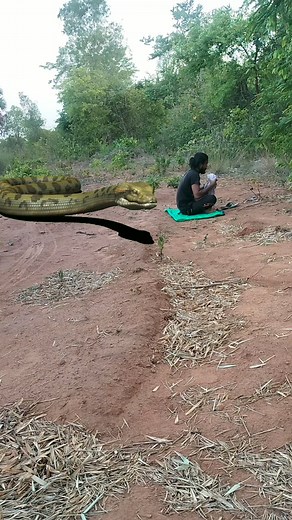 10K views · 48 reactions | Catching snake #trending #tiger | Srikanta Dehury | Facebook