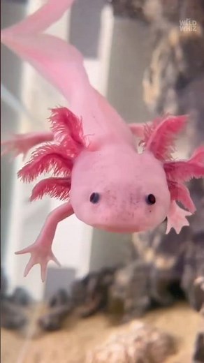 The Animal That Never Ages 🦎 #animals #animalfacts #shorts