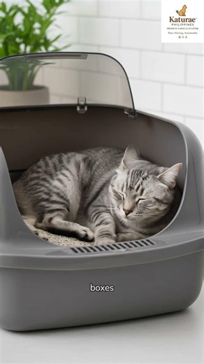 🧪 Litter Box Lab #16: Box Design Myths – Bigger isn’t better