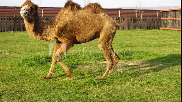 Bactrian camel (Camelus bactrianus) is a large, even-toed ungulate native to steppes of Central Asia. Bactrian camel has two humps on its back, in contrast to single-humped dromedary camel.