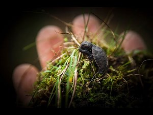 BOG TURTLE Documentary: Preliminary Footage