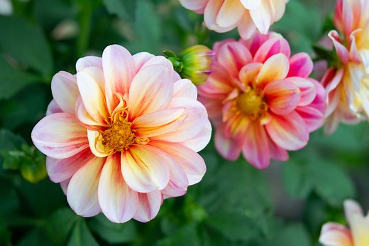 Dahlia Vs. Zinnia — What’s The Difference?