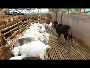 "Majestic Big Male Goat: Unbelievable Size and Strength!"