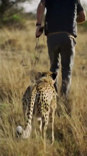 Cheetah Chasing Man in Open Field | Real Wildlife Mobile Camera Video #lion #wildlifecaptures #شیر