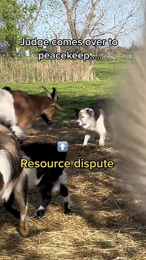 Funny Fainting Goat Video with Pete and Friends