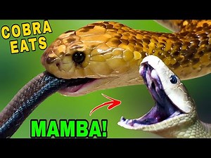Golden Cobra EATS Black Mamba!