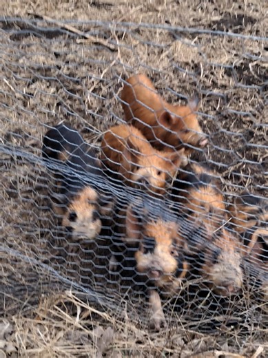 stacking wood and a cute piggy break #stackingwood #woodcart #pigs #housewife #firewood