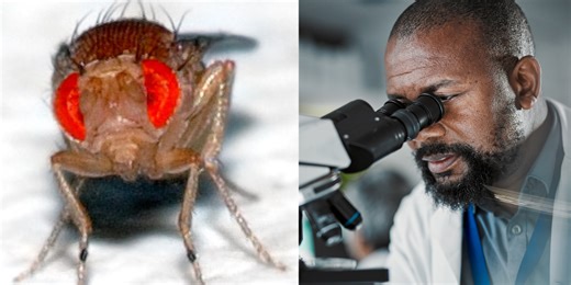 Fascinating 'Dark-fly' experiment has finally allowed scientists to measure evolution in real time