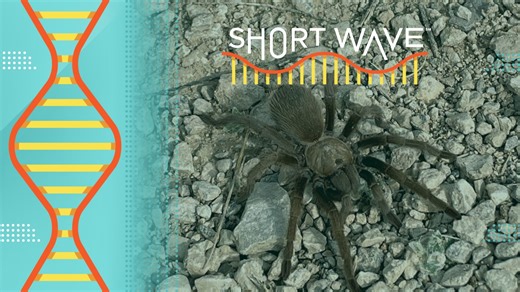 Why thousands of male tarantulas move en masse to mate : Short Wave