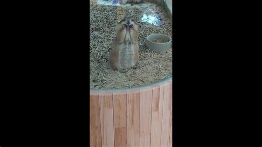 Prairie dog pulls a funny face at zoo visitors