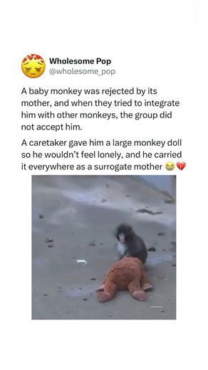 A baby monkey rejected by his mother clings to a plush doll he believes is her 🥺💔