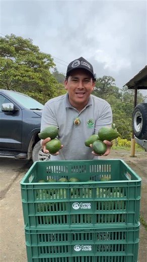Campo Vida por Andrey Marín on Instagram: "Cómo poder vender los aguacates para exportar? Los esperamos en Terrirotio Aguacate 2025 #aguacate #avocado #palta #palto #hass #campovida #campo #vida #agro #agriculture #video"
