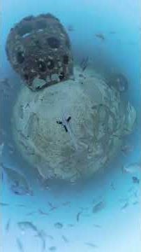 Artificial Reef: Goliath Reef Balls