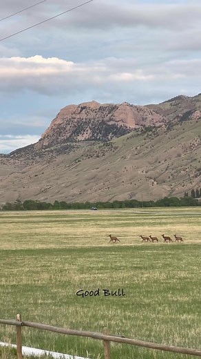 Wapiti in Wapiti, Wyoming - who would have guessed? 😂 | Good Bull Outdoors